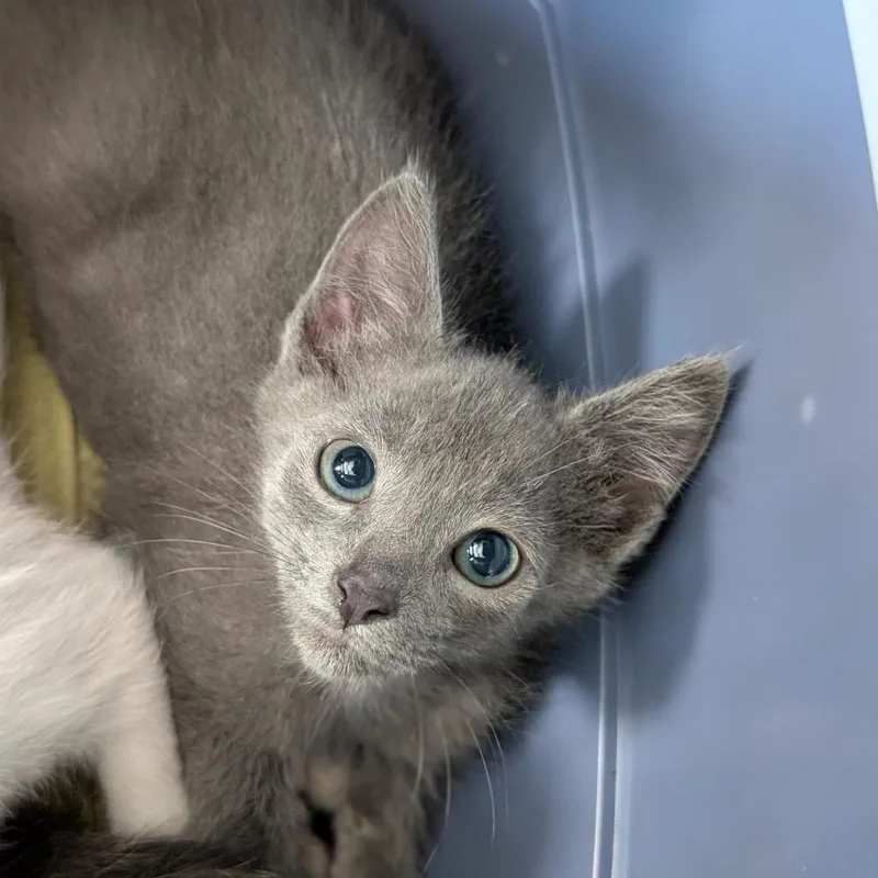 A baby small-sized female Gray / Blue / Silver Domestic Short Hair cat named Hester for adoption in Asheville, NC