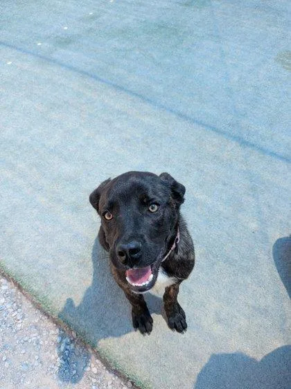 A baby large-sized male Mastiff dog named Jim Halpert for adoption in Fresno, CA