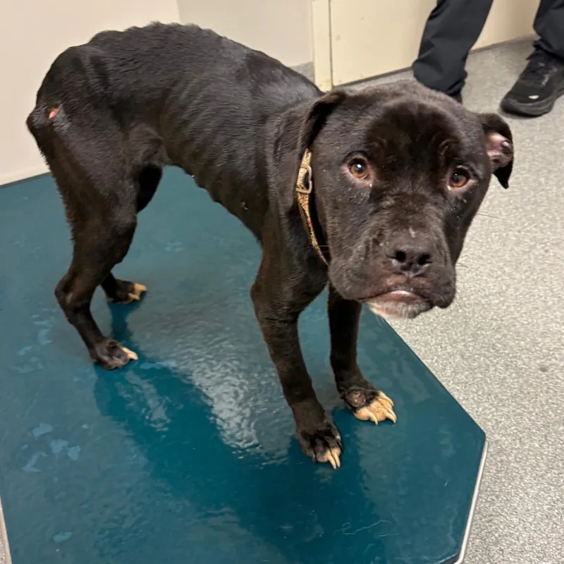 An adult small-sized female Black Boxer dog named Brook for adoption in Batavia, OH