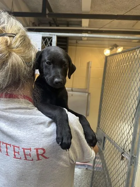 A baby medium-sized male Labrador Retriever dog named Kylian Mbappe for adoption in Brewster, MA