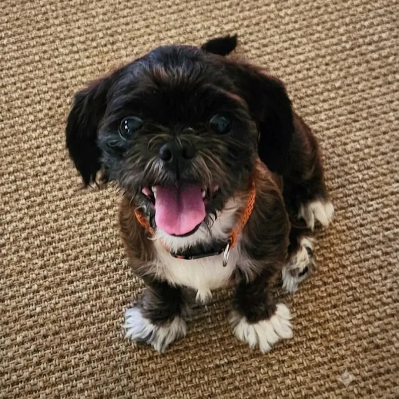 A young small-sized male Brussels Griffon dog named Spike for adoption in Eustis, FL
