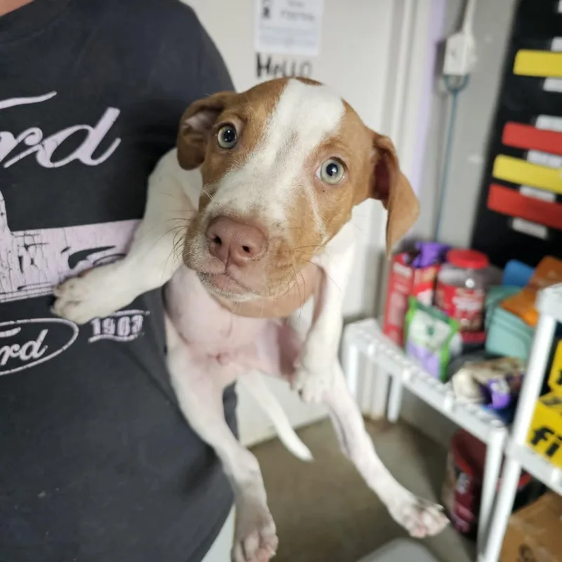 A baby small-sized male White / Cream Mixed Breed dog named D.j for adoption in Pulaski, TN