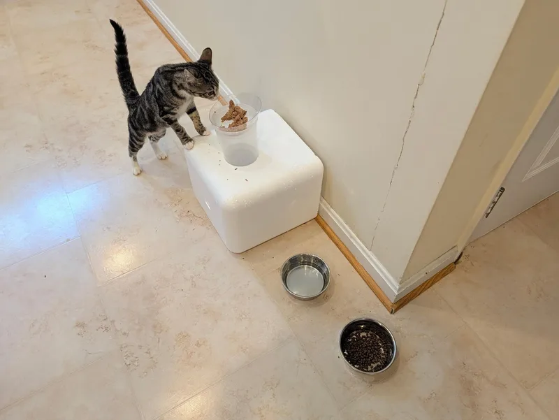 A baby medium-sized female Tabby cat named ToyaA OneofaKind Marbled Girl for adoption in Laurel, MD
