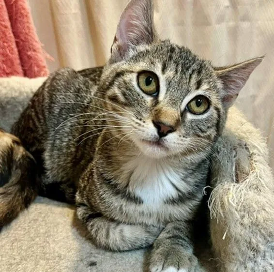 A baby medium-sized male Buff / Tan / Fawn Calico cat named Jasper for adoption in Los Angeles, CA