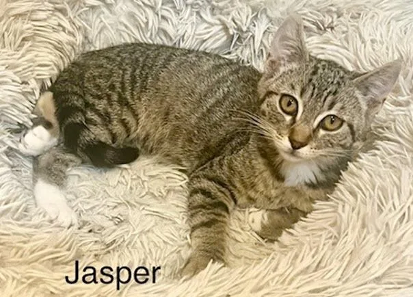 Jasper thumbnail 4
