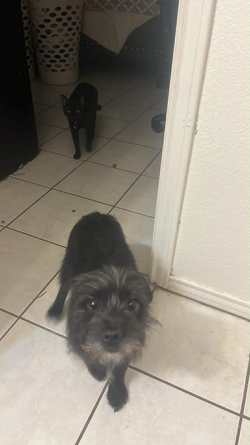 A young small-sized female Yorkshire Terrier dog named Jemma for adoption in Gainesville, VA