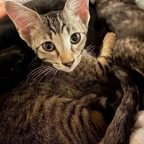 A baby small-sized male Tabby (Brown / Chocolate) Domestic Short Hair cat named Saja for adoption in Albuquerque, NM