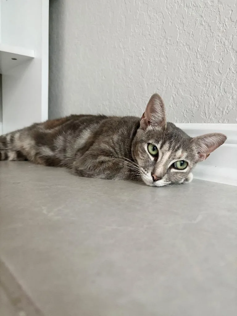 A young medium-sized female Domestic Short Hair cat named Aurora for adoption in San Antonio, TX
