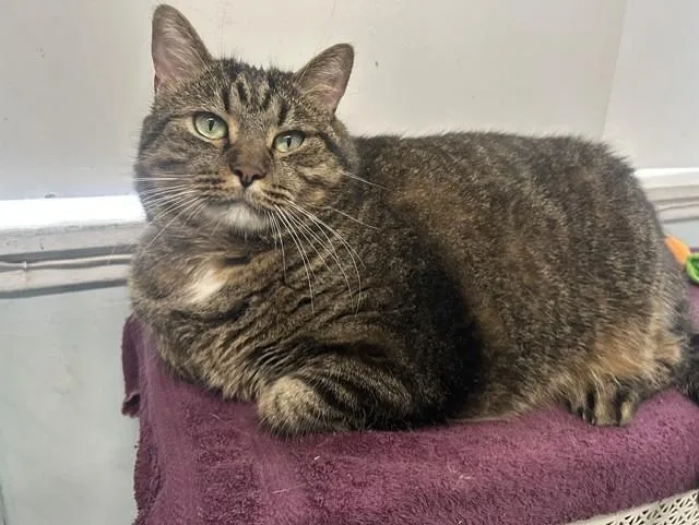 An adult extra large-sized male Tabby (Brown / Chocolate) Domestic Short Hair cat named Meatball for adoption in Chicago, IL