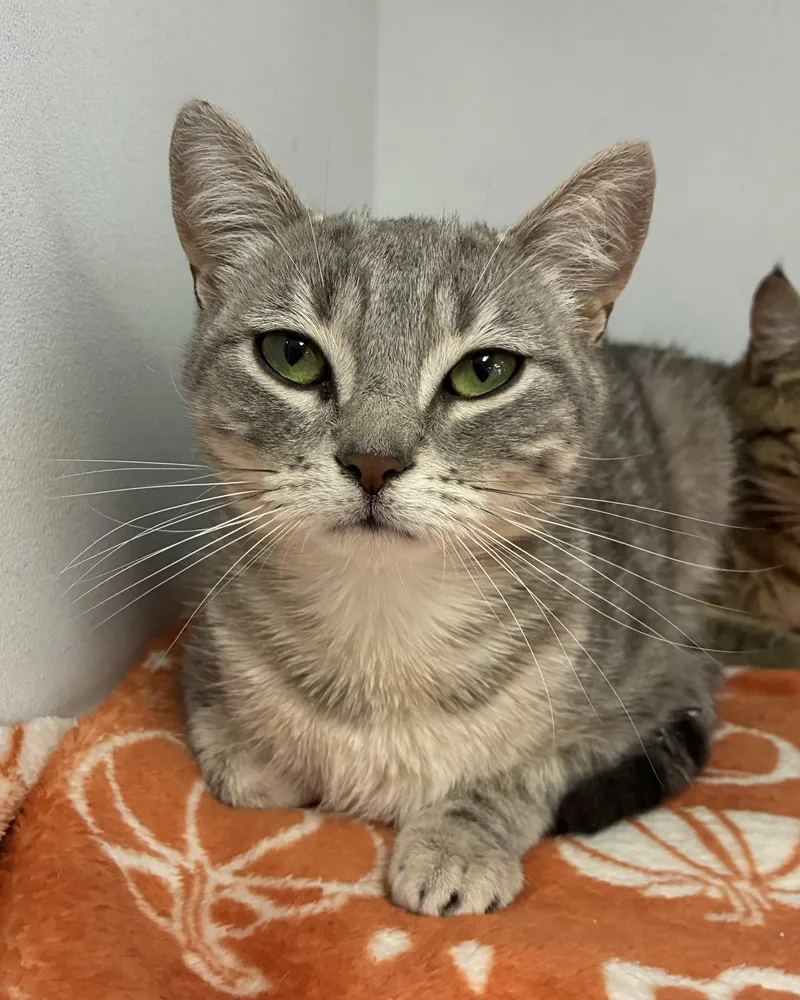 An adult medium-sized female Tabby (Gray / Blue / Silver) Domestic Short Hair cat named Giggles for adoption in Breinigsville, PA