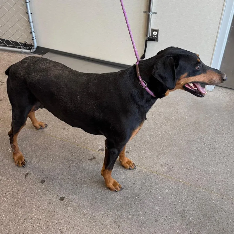 A senior large-sized male Black Mixed Breed dog named Boss for adoption in Las Cruces, NM