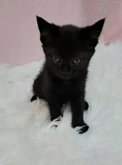 A young medium-sized female Black Domestic Short Hair cat named Kay for adoption in Clarkesville, GA