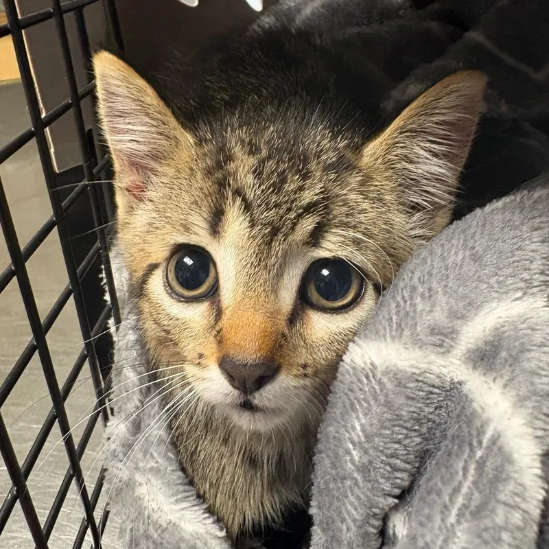 A baby small-sized female Brown / Chocolate Domestic Short Hair cat named Brunette for adoption in DeKalb, IL
