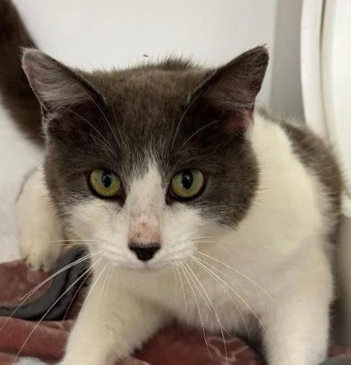 An adult medium-sized female Gray & White Domestic Short Hair cat named Georgia for adoption in Greenfield, IN