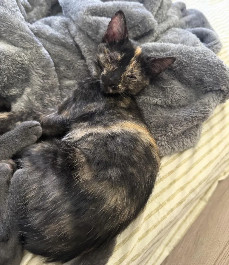 A baby medium-sized female Tortoiseshell cat named Stella Beer for adoption in Chandler, AZ