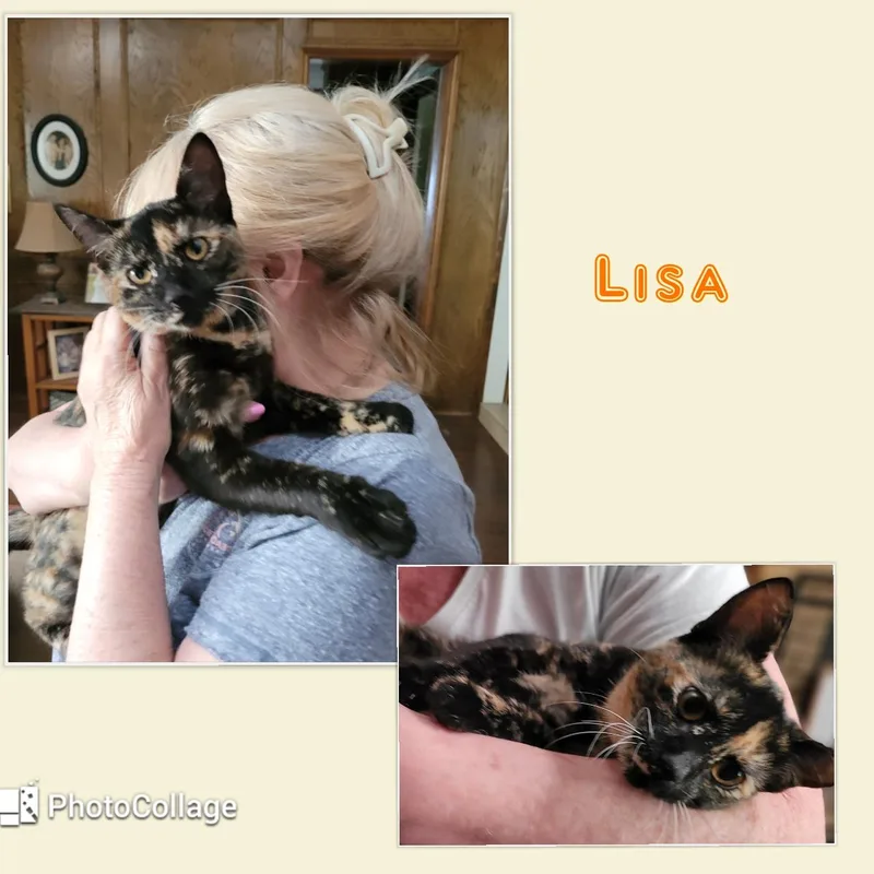 A young medium-sized female Tortoiseshell Tortoiseshell cat named Lisa for adoption in Fort Worth, TX