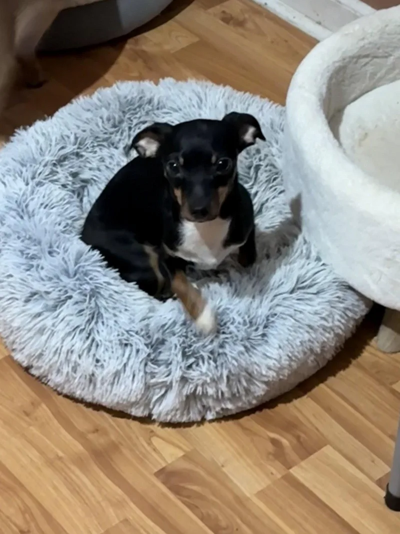 A young small-sized female Chihuahua dog named Bonnie for adoption in Nashville, TN