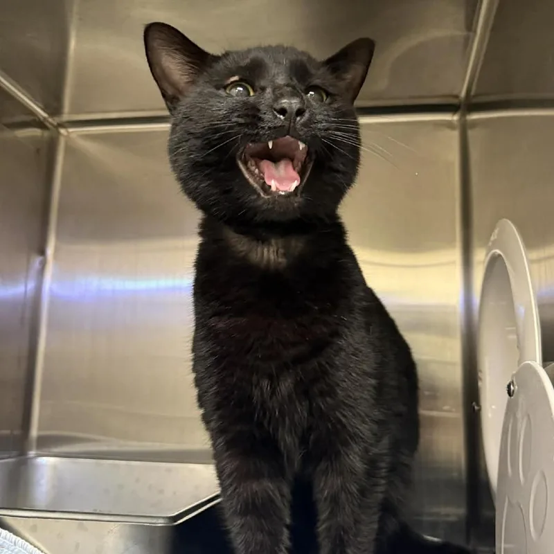 Priscilla thumbnail 2