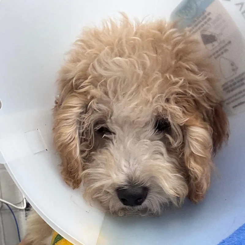 A baby small-sized male White / Cream Miniature Poodle dog named Franklin for adoption in Indianapolis, IN