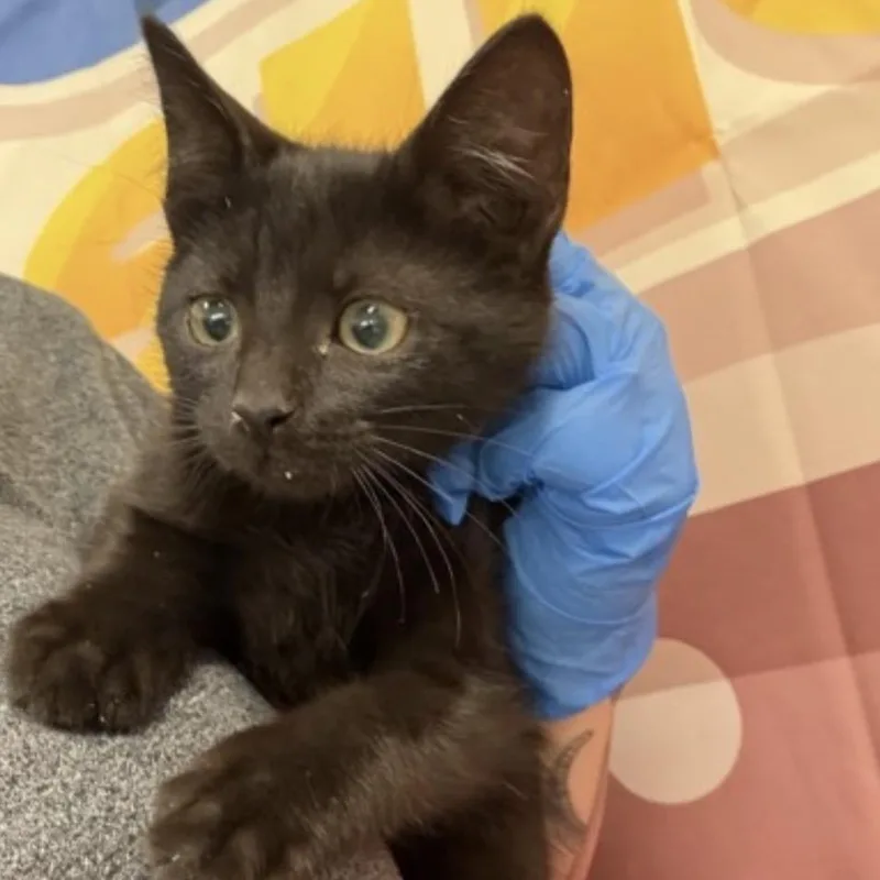 A baby small-sized male Black Domestic Short Hair cat named Alvin for adoption in Midland, TX