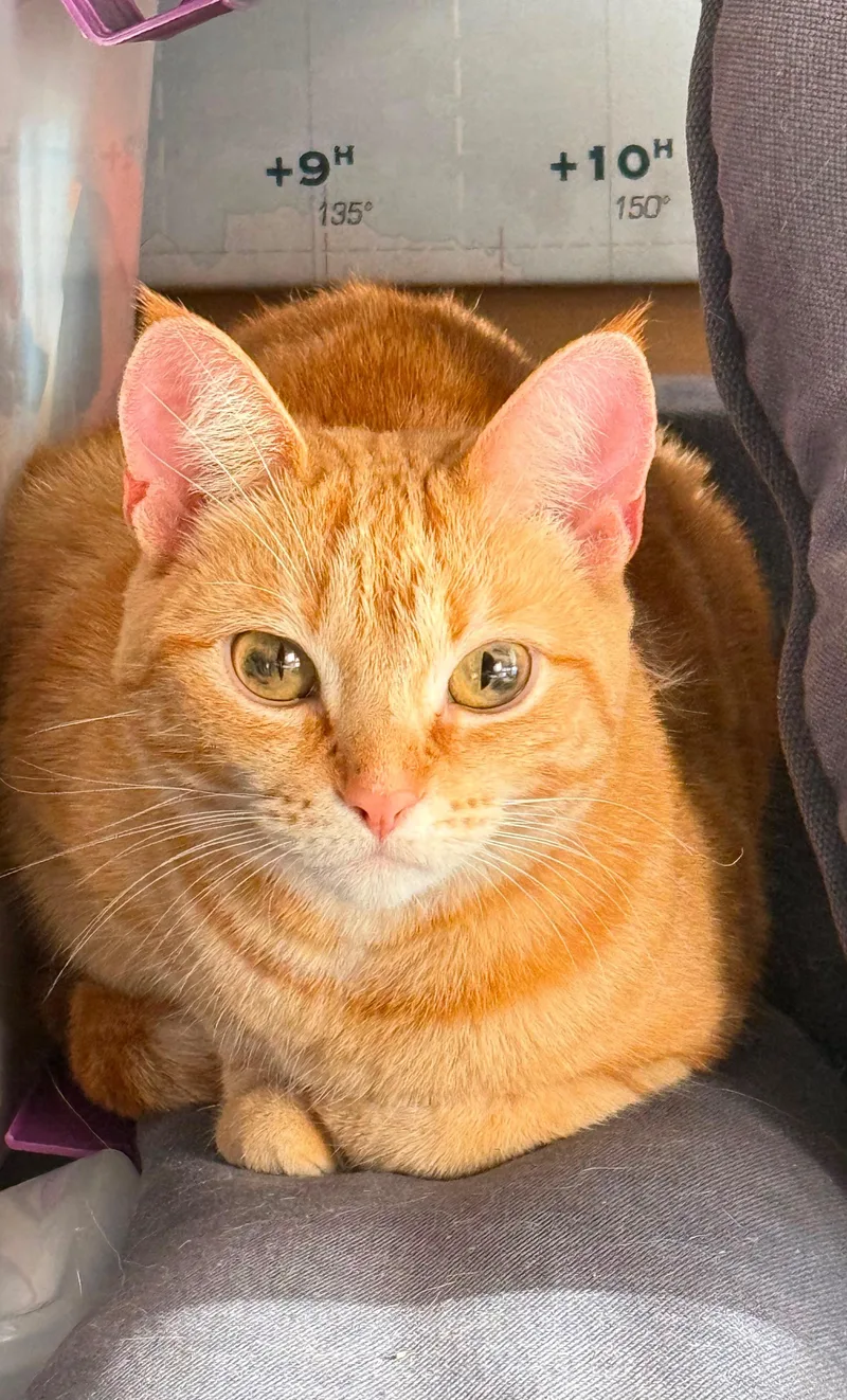 An adult medium-sized female Orange / Red American Shorthair cat named Badges for adoption in New York, NY