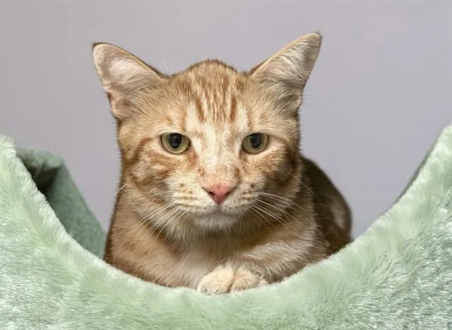A young medium-sized male Domestic Short Hair cat named Queso for adoption in Fort Lauderdale, FL