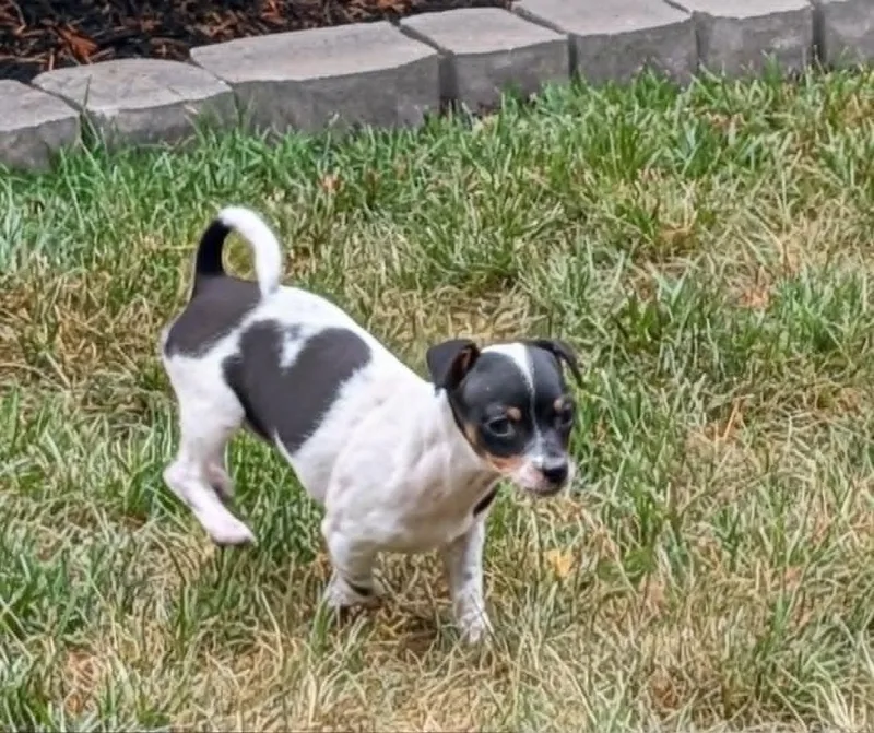 A baby small-sized male Chihuahua dog named Jessie for adoption in Mechanicsburg, PA