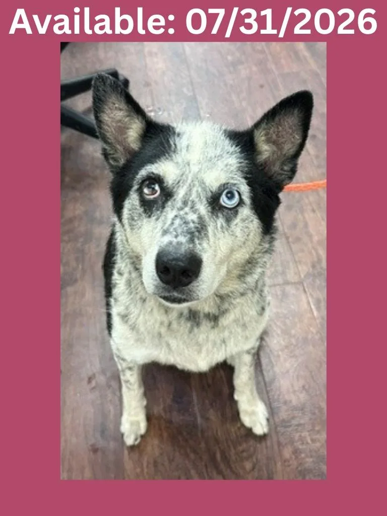 An adult medium-sized female Australian Cattle Dog / Blue Heeler dog named Dog Kennel  Lucy for adoption in Greenville, TX