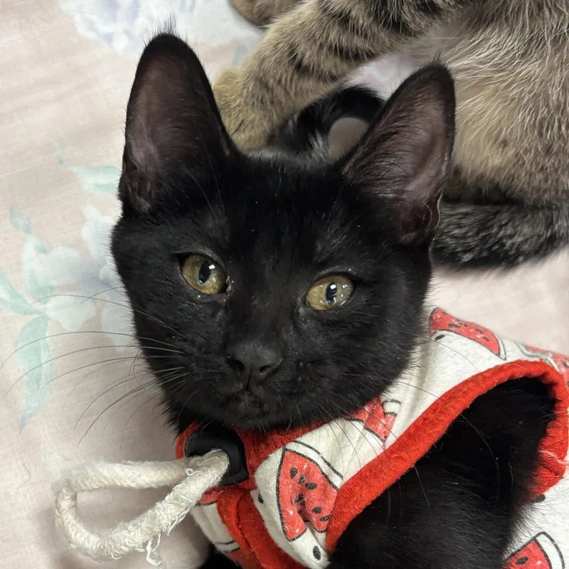 A baby medium-sized male Black Domestic Short Hair cat named Dulcinea for adoption in Sonora, CA