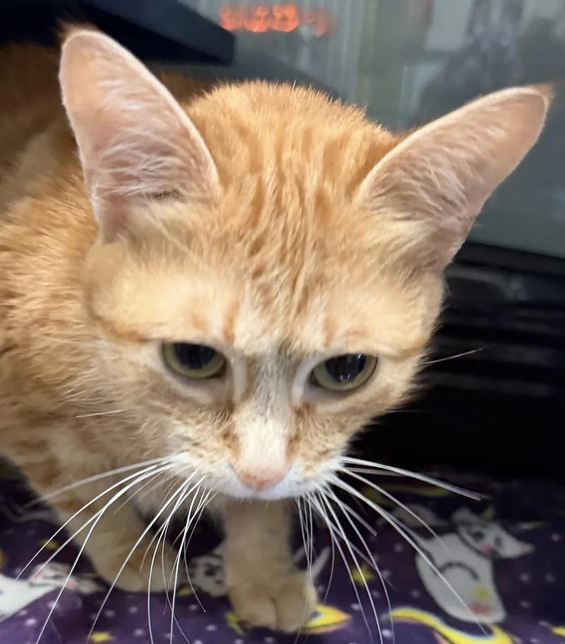 A young medium-sized female Tabby (Orange / Red) Domestic Short Hair cat named Raja for adoption in Sault Sainte Marie, MI