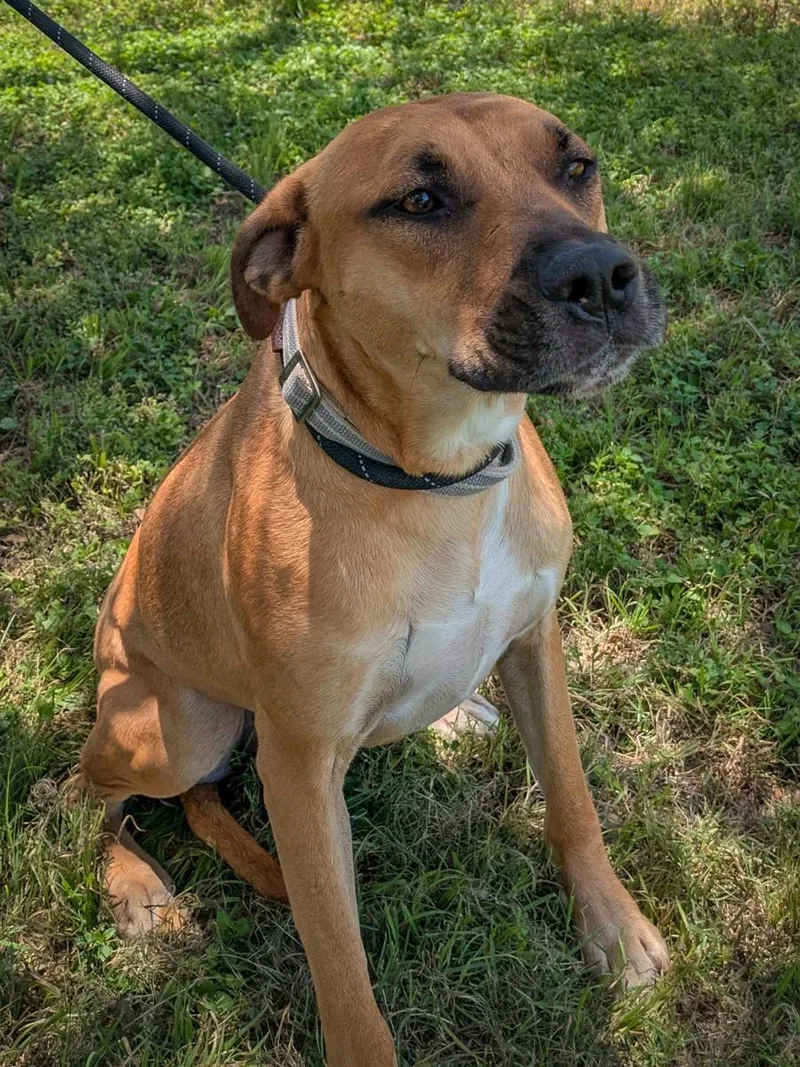 An adult large-sized male Yellow / Tan / Blond / Fawn Black Mouth Cur dog named Bandit for adoption in La Grange, TX