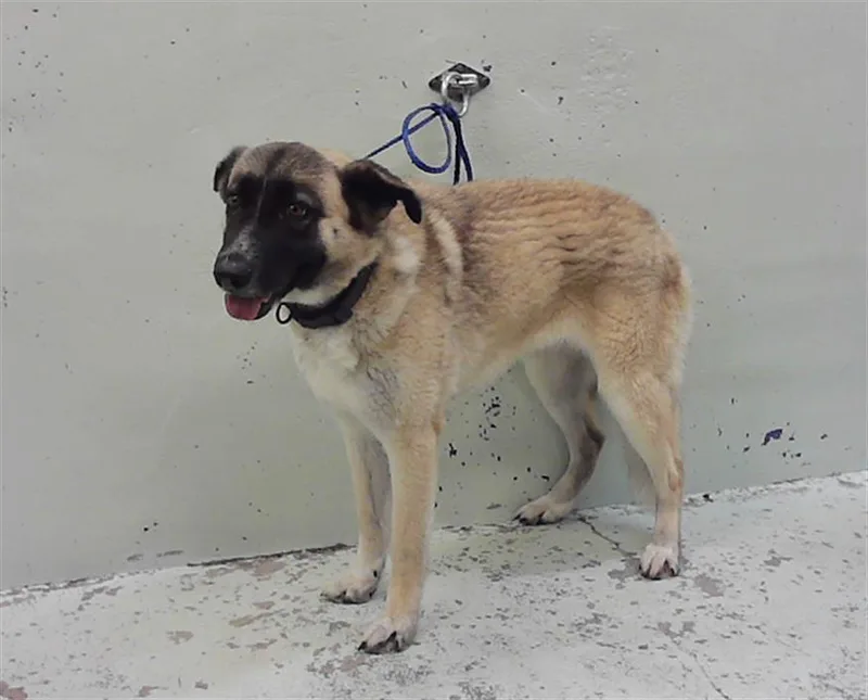 A young medium-sized female German Shepherd Dog dog named Sasha for adoption in Houston, TX