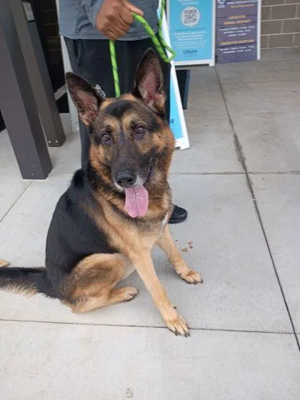 An adult extra large-sized male Mixed Breed dog named King Julien for adoption in Atlanta, GA