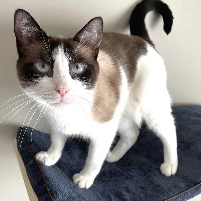 An adult medium-sized female Domestic Short Hair cat named Juniper for adoption in Charlotte, NC