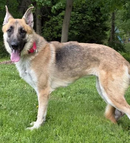 An adult large-sized female German Shepherd Dog dog named Tiana for adoption in Malvern, PA