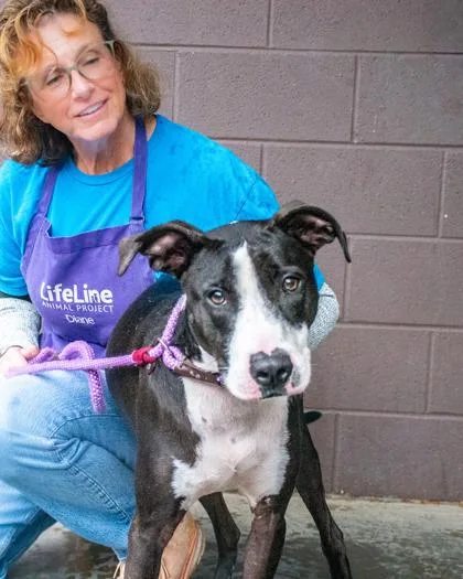 An adult large-sized male Mixed Breed dog named Sampson for adoption in Chamblee, GA