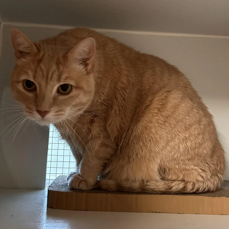 A senior large-sized female Domestic Short Hair cat named Ghost for adoption in The Colony, TX