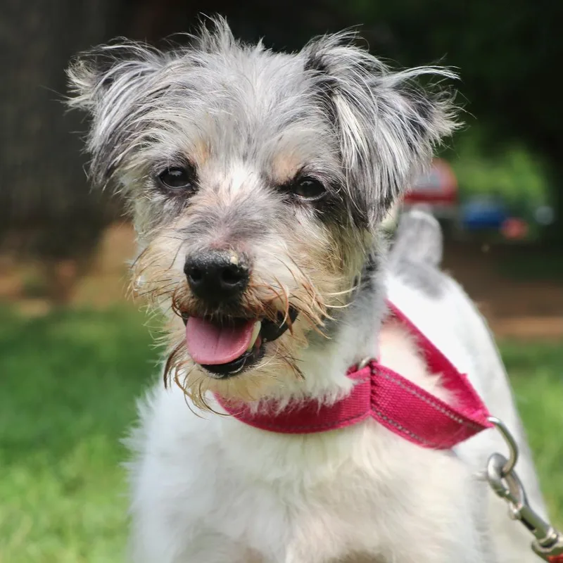 A senior small-sized male Mixed Breed dog named Bruno for adoption in Allentown, PA