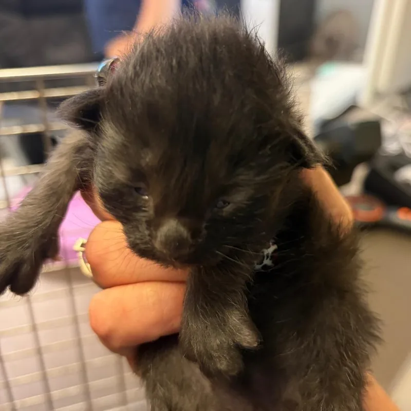 A baby small-sized male Black Domestic Short Hair cat named Hugo for adoption in Lake Jackson, TX