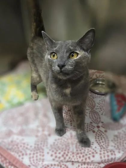 A young medium-sized female Domestic Short Hair cat named Xerox for adoption in Westland, MI