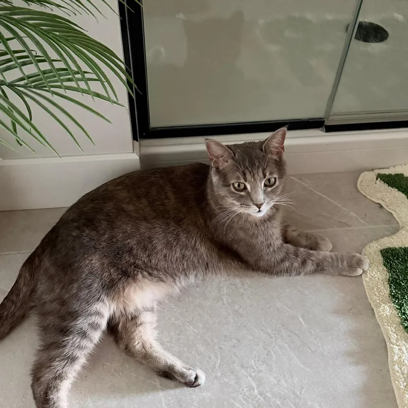 An adult large-sized female Gray / Blue / Silver Domestic Short Hair cat named Nina for adoption in Chicago, IL