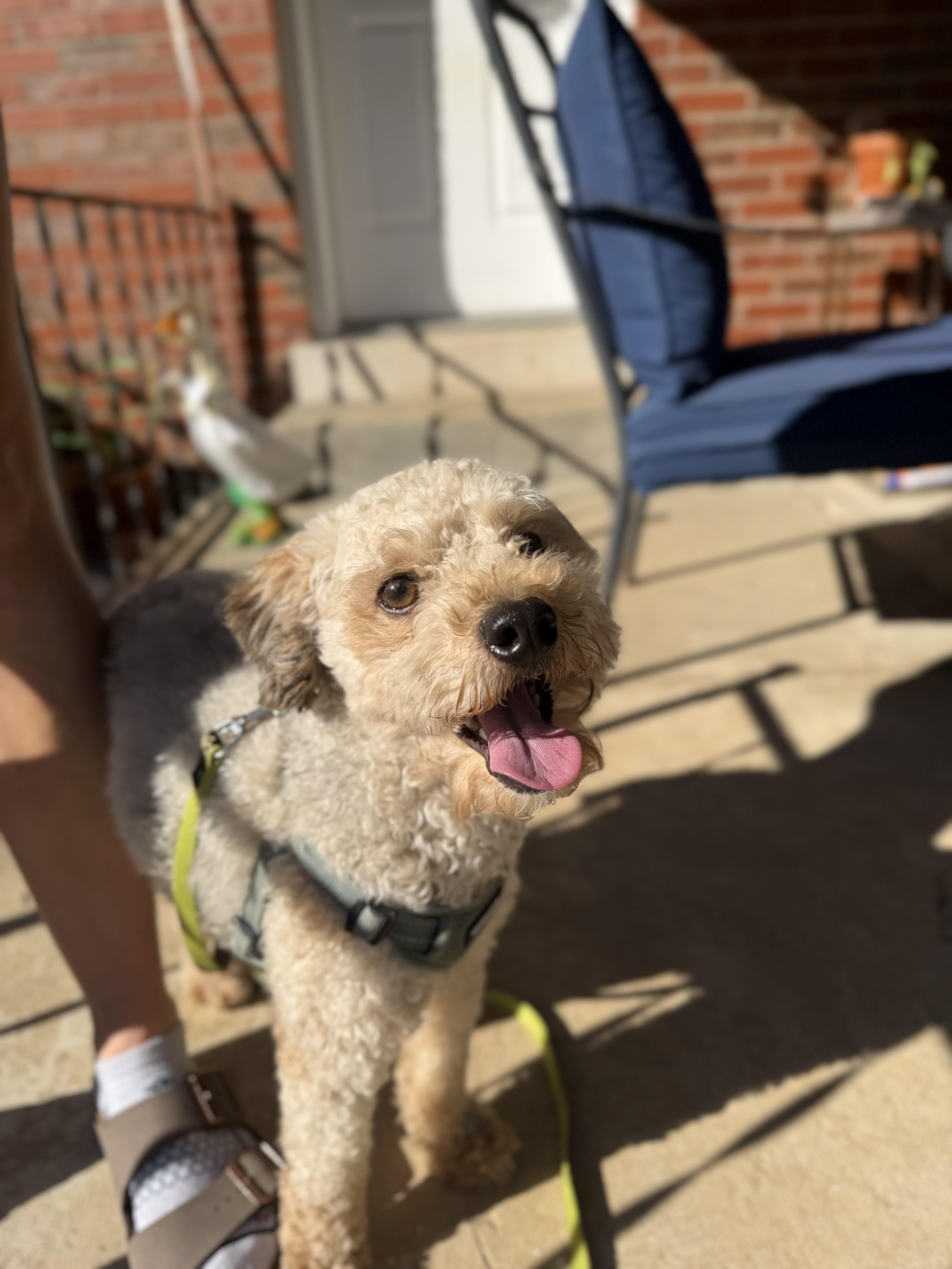 A young small-sized male White / Cream Poodle dog named Arthur for adoption in Lexington, KY