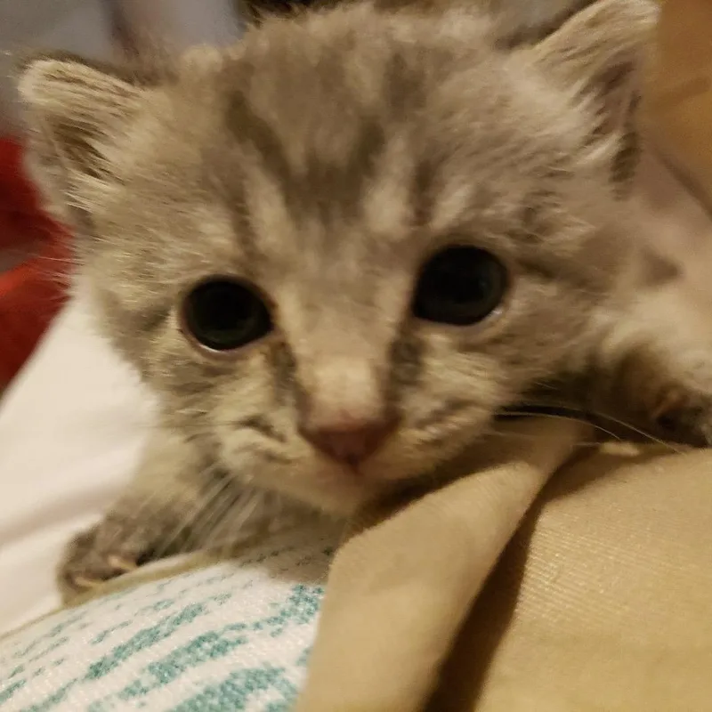 A baby small-sized female White Domestic Short Hair cat named Darcy for adoption in Madisonville, TN