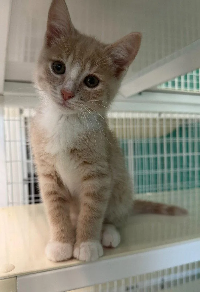 A baby medium-sized male Orange / Red Domestic Short Hair cat named Wheaton for adoption in St. Helens, OR