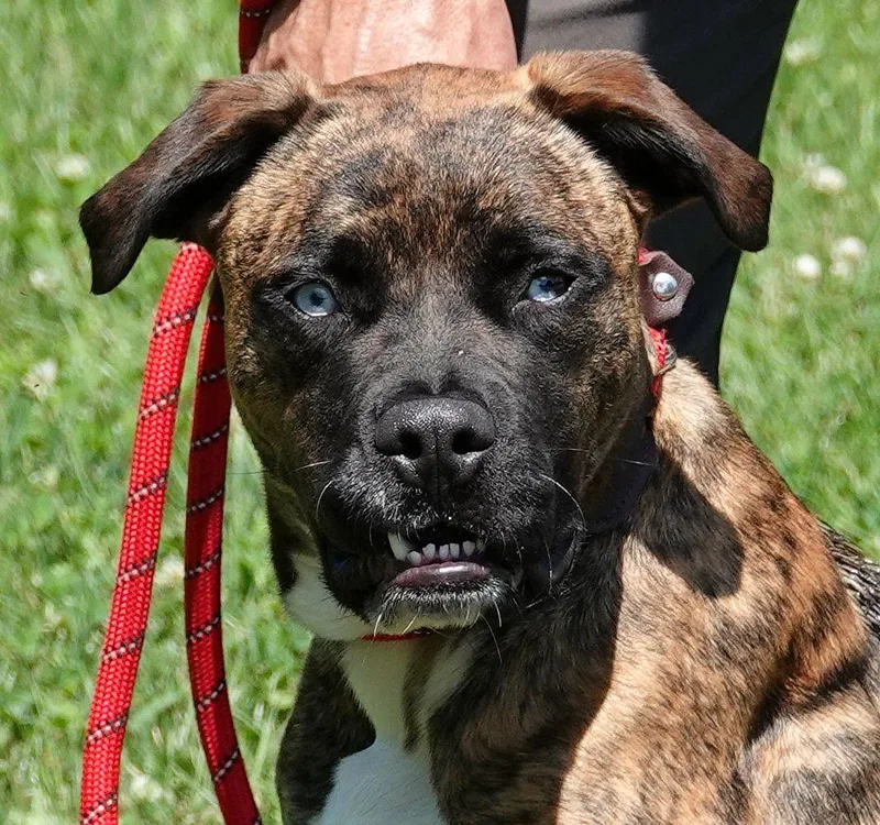 A young medium-sized female Black Boxer dog named Meg for adoption in Millfield, OH