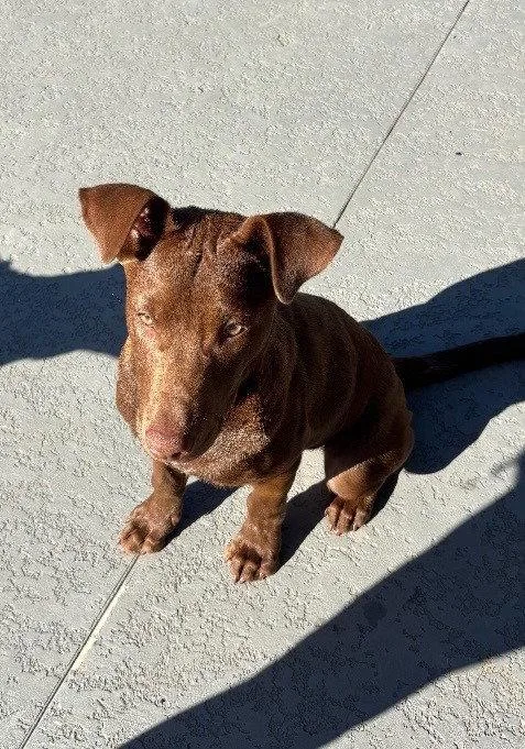 A baby large-sized male Labrador Retriever dog named Gus for adoption in Bloomfield, CT