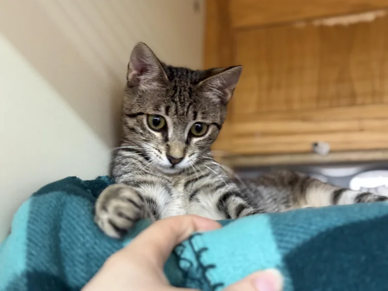A baby medium-sized female Tabby (Brown / Chocolate) Domestic Short Hair cat named Frick for adoption in Lauderhill, FL