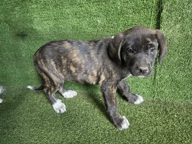 A baby small-sized female Cane Corso dog named Lynn for adoption in Lancaster, CA