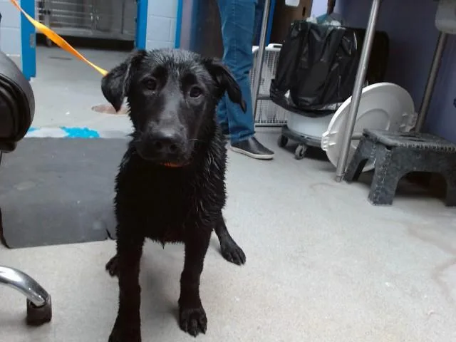 A baby small-sized female Labrador Retriever dog named Missy for adoption in Albuquerque, NM