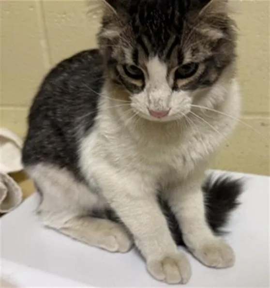 A young medium-sized female Domestic Long Hair cat named Amelia for adoption in Sacramento, CA